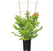 FloraSelf Trompetklimmer Campsis tagliabuana 'Indian Summer' potmaat Ø 23 cm H 80 cm-thumb-1