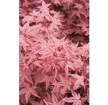 FLORASELF Japanse esdoorn Acer palmatum 'Beni-Maiko' potmaat Ø 28 cm H 80-100 cm-thumb-0