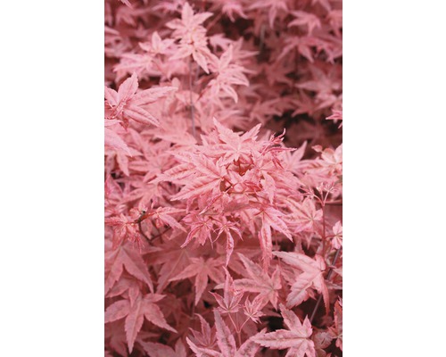 FLORASELF Japanse esdoorn Acer palmatum 'Beni-Maiko' potmaat Ø 28 cm H 80-100 cm-0
