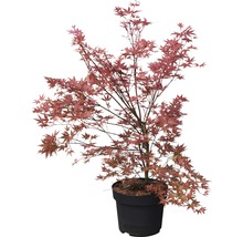 FLORASELF Japanse esdoorn Acer palmatum 'Beni-Maiko' potmaat Ø 28 cm H 80-100 cm-thumb-1