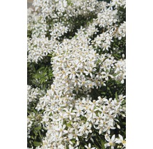 FloraSelf Choisya Choysia ternata 'White Dazzler' potmaat Ø 21 cm H 30-40 cm-thumb-0