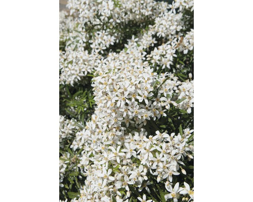 FloraSelf Choisya Choysia ternata 'White Dazzler' potmaat Ø 21 cm H 30-40 cm-0