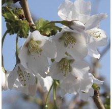 FloraSelf Sierkers Prunus incisa "Kojou-no-mai" potmaat Ø 21 cm H 30-40 cm-thumb-0