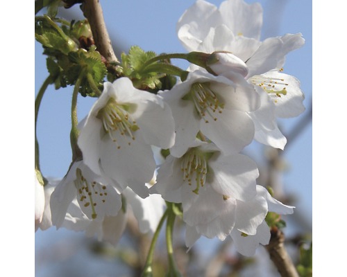 FloraSelf Sierkers Prunus incisa "Kojou-no-mai" potmaat Ø 21 cm H 30-40 cm-0