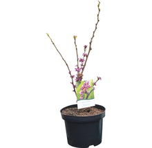 FLORASELF Chinese judasboom Cercis chinensis 'Avondale' potmaat Ø 23,0 cm H 40-60 cm-thumb-1