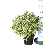 FLORASELF Diervilla Diervilla sessilifolia 'Cool Splash' potmaat Ø 23,0 cm H 30-40 cm-thumb-1