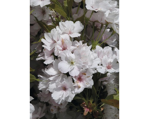 FloraSelf Japanse sierkers Prunus serrulata 'Amanogawa' potmaat Ø 23 cm H 60-100 cm