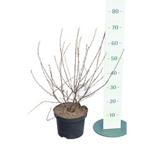 FloraSelf Amandelboompje Prunus triloba potmaat Ø 23 cm H 60-80 cm-thumb-1