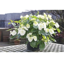 FLORASELF Hortensia Hydrangea Runaway Bride ® 'Snow White' potmaat Ø 23.0 cm H 50-60 cm-thumb-1