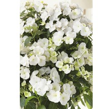 FLORASELF Hortensia Hydrangea Runaway Bride ® 'Snow White' potmaat Ø 23.0 cm H 50-60 cm-thumb-0