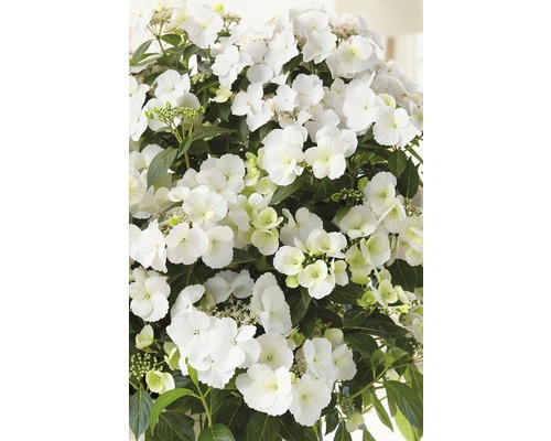 FLORASELF Hortensia Hydrangea Runaway Bride ® 'Snow White' potmaat Ø 23.0 cm H 50-60 cm-0