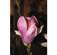 FLORASELF Beverboom Magnolia 'Satisfaction' potmaat Ø 28 cm H 100-125 cm-thumb-0