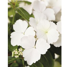 FLORASELF Hortensia Hydrangea Runaway Bride ® 'Snow White' potmaat Ø 19.0 cm H 40-50 cm-thumb-0