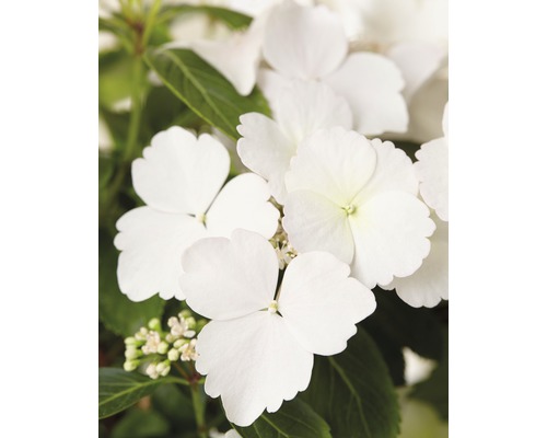 FLORASELF Hortensia Hydrangea Runaway Bride ® 'Snow White' potmaat Ø 19.0 cm H 40-50 cm-0
