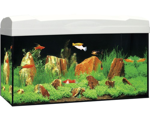temperatuur Herenhuis Land MARINA Aquarium LED wit 54 L, 60x30x30 cm kopen! | HORNBACH