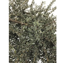 FLORASELF® Spiegelplant op stam Coprosma Kirkii Variegata-thumb-1