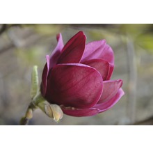 FLORASELF Beverboom Magnolia 'Genie' potmaat Ø 28 cm H 100-125 cm-thumb-0