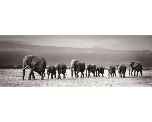 PLANET PICTURES Decopaneel Line of elephants 52x156 cm