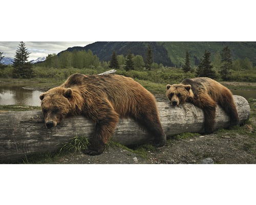 Ansichtkaart XXL Bruine beren-0