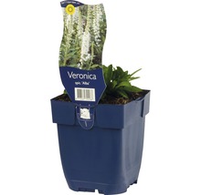 FLORASELF Ereprijs Veronica spicata Ø 11 cm-thumb-0