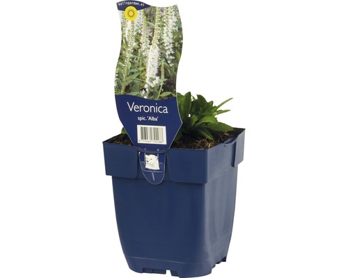 FLORASELF Ereprijs Veronica spicata Ø 11 cm-0