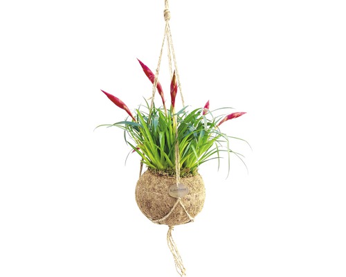 FLORASELF Vriesea-Cultivars 'Astrid' potmaat Ø 17 cm H 30 cm-0