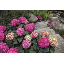 Hortensia Hydrangea Endless Summer® 'SummerLove' ® *lila* potmaat Ø 23.0 cm H 30-35 cm-thumb-0