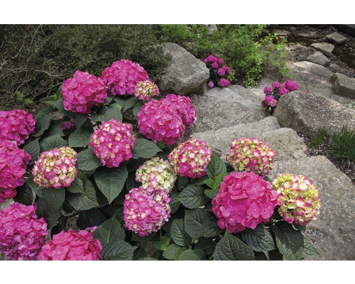 Hortensia Hydrangea Endless Summer® 'SummerLove' ® *lila* potmaat Ø 23.0 cm H 30-35 cm-0