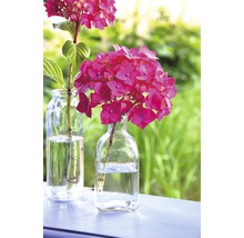 Hortensia Hydrangea Endless Summer® 'SummerLove' ® *lila* potmaat Ø 23.0 cm H 30-35 cm-thumb-1