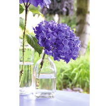 Hortensia Hydrangea Endless Summer® 'SummerLove' ® *pinkrot* potmaat Ø 23,0 cm H 30-35 cm-thumb-1