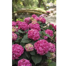 Hortensia Hydrangea Endless Summer® 'SummerLove' ® *lila* potmaat Ø 23.0 cm H 30-35 cm-thumb-2