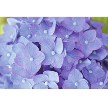 Hortensia Hydrangea Endless Summer® 'SummerLove' ® *pinkrot* potmaat Ø 23,0 cm H 30-35 cm-thumb-3
