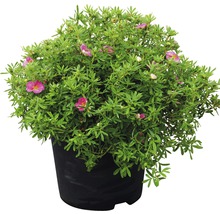 FLORASELF Ganzerik Potentilla fruticosa "Bellissima"® potmaat Ø 21.0 cm H 30-40 cm-thumb-1