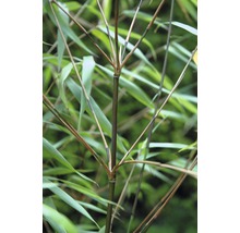 Bamboe Fargesia 'Asian Wonder' potmaat Ø 30 cm H 80-100 cm-thumb-1