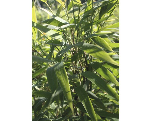 Leer Verval teugels FLORASELF Bamboe Fargesia murieliae 'Panda' ® potmaat Ø 30 cm H 80-100 cm  kopen! | HORNBACH