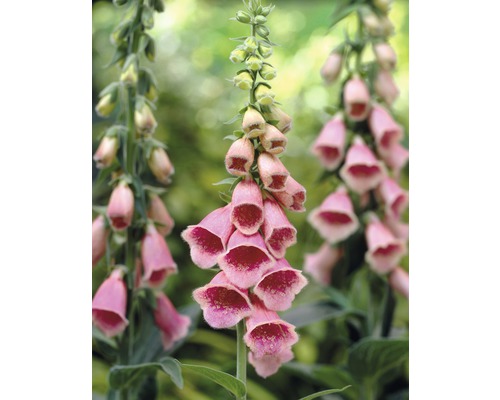 Floraself Vingerhoedskruid Digitalis Purpurea Per 6st Kopen Bij Hornbach