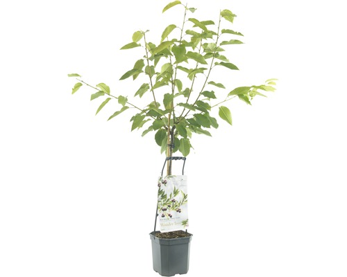 FLORASELF® Kersenboom Wonder Tree 'Lapins' Ø24 cm wit