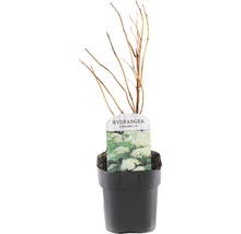 FLORASELF® Hortensia Hydrangea arborescens 'Annabelle' potmaat Ø 14 cm-thumb-0