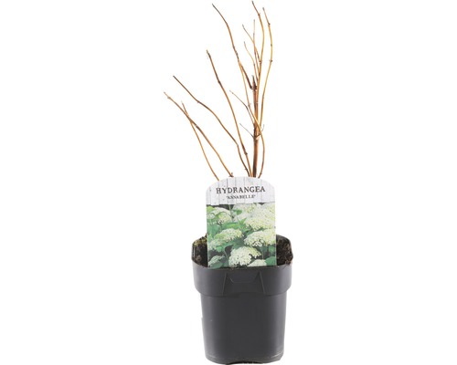 FLORASELF® Hortensia Hydrangea arborescens 'Annabelle' potmaat Ø 14 cm-0
