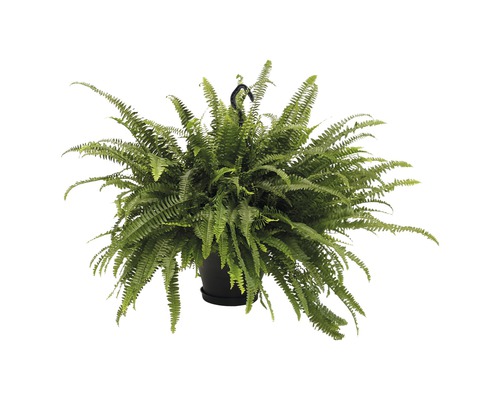 FLORASELF Varen Nephrolepis exaltata 'Green Lady' potmaat Ø 50.0 cm H 50-55 cm