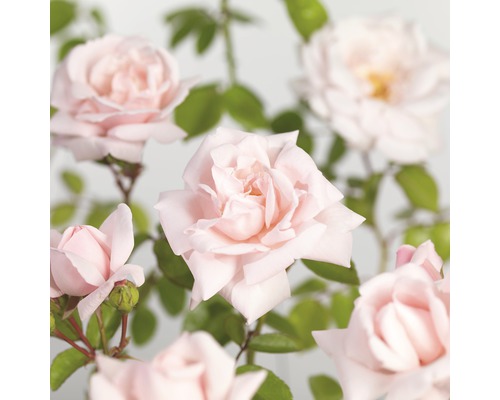 FLORASELF® Klimroos Rosa 'New Dawn' potmaat Ø 19 cm