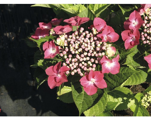 FLORASELF® Hortensia Hydrangea macrophylla 'Teller rood' potmaat Ø 21 cm