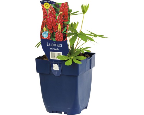 FLORASELF Lupine Lupinus hybriden Ø 11 cm per 6 st