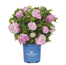 ENDLESS SUMMER Hortensia - Hydrangea 'Original Pink' potmaat Ø23 cm-thumb-3