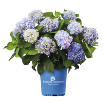 ENDLESS SUMMER Hortensia - Hydrangea 'Original Blue' potmaat Ø23 cm-thumb-2