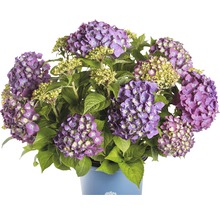 FLORASELF® Hortensia Hydrangea 'Endless Summer Summerlove' Purple-thumb-0