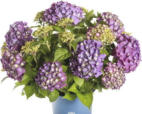 FLORASELF® Hortensia Hydrangea 'Endless Summer Summerlove' Purple-0
