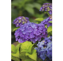 FLORASELF® Hortensia Hydrangea 'Endless Summer Summerlove' Purple-thumb-1