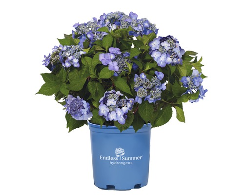 FLORASELF® Hortensia Hydrangea 'Endless Summer Twist-n-Shout' Blue