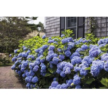 ENDLESS SUMMER Hortensia - Hydrangea 'Original Blue' potmaat Ø23 cm-thumb-3